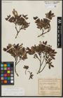 Foto von Salix waldsteiniana Willd.